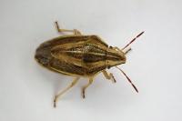 Aelia acuminata