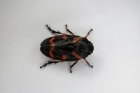 Cercopis intermedia