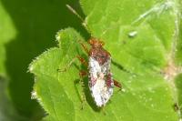 Rhopalus subrufus