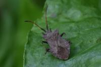 Coreus marginatus