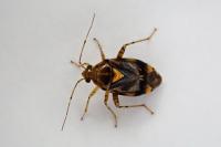 Liocoris tripustulatus
