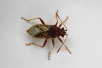Rhopalus parumpunctatus