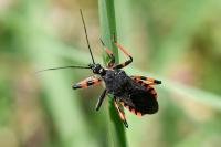 Rhynocoris annulatus