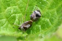 Stagonomus venustissimus