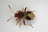 Rhopalus subrufus