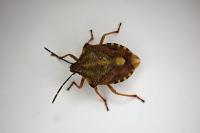 Carpocoris purpureipennis