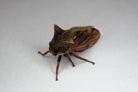 Centrotus cornutus