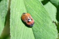 Penthimia nigra