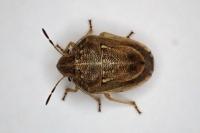 Neottiglossa leporina