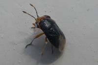 Geocoris erythrocephalus