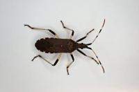 Dicranocephalus albipes