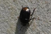 Legnotus limbosus
