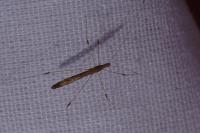 Apoplymus pectoralis