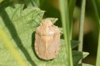 Eurygaster austriaca