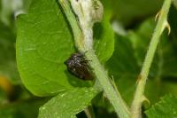 Centrotus cornutus