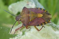 Carpocoris purpureipennis