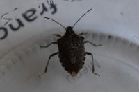 Halyomorpha halys