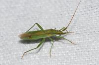 Stenodema laevigata
