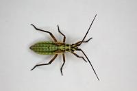 Leptopterna dolabrata