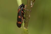 Cercopis intermedia
