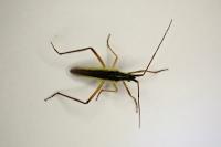 Notostira