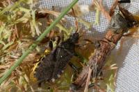 Ceraleptus gracilicornis
