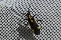 Capsodes sulcatus