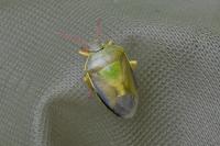 Piezodorus lituratus