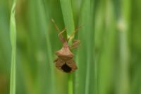 Coreus marginatus