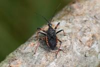 Rhynocoris annulatus