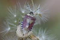 Dolycoris baccarum