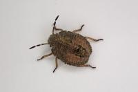 Dolycoris baccarum