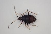 Deraeocoris ruber