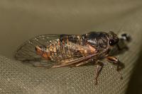 Cicadetta
