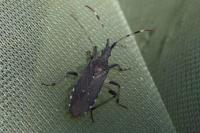 Dicranocephalus albipes