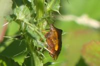 Carpocoris purpureipennis