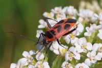 Calocoris nemoralis