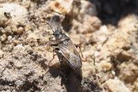 Heterogaster artemisiae