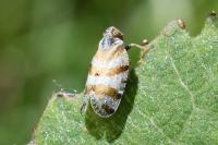 Tachycixius venustulus