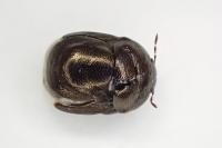 Thyreocoris scarabaeoides