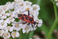 Calocoris nemoralis