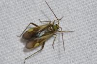 Adelphocoris lineolatus