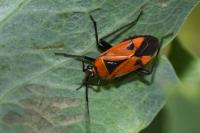 Brachycoleus triangularis