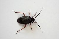 Capsus ater