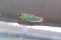 Cicadella viridis
