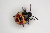 Carpocoris purpureipennis