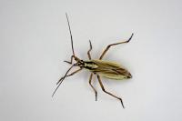 Leptopterna dolabrata