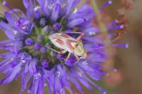 Calocoris roseomaculatus