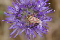 Calocoris roseomaculatus