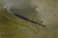 Hydrometra stagnorum